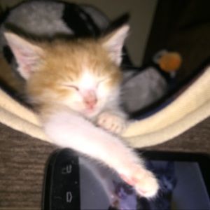 Meet your Posher, Liz